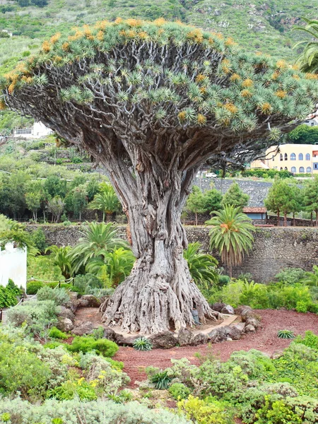 Árvore de Drago milenar em Icod de los Vinos, Tenerife Island, Espanha — Fotografia de Stock