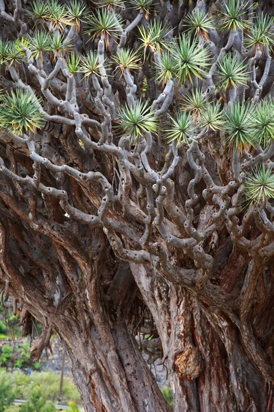 Millennial Drago tree at Icod de los Vinos, Tenerife Island , Spain — Stock Photo, Image
