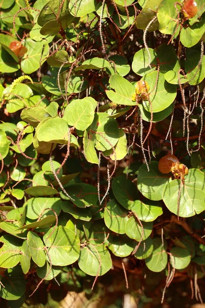 Tropische Pflanze auf Teneriffa — Stockfoto