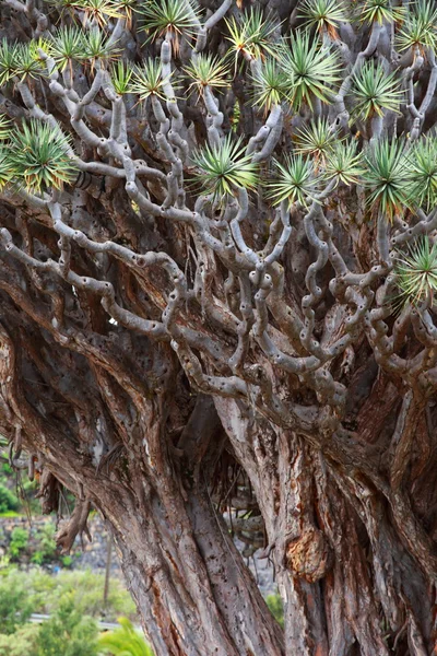 Millennial Drago tree a Icod de los Vinos, Tenerife, Spagna — Foto Stock