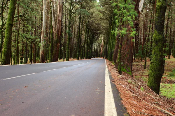 Foresta a La Esperanza, Tenerife, Isole Canarie, Spagna — Foto Stock