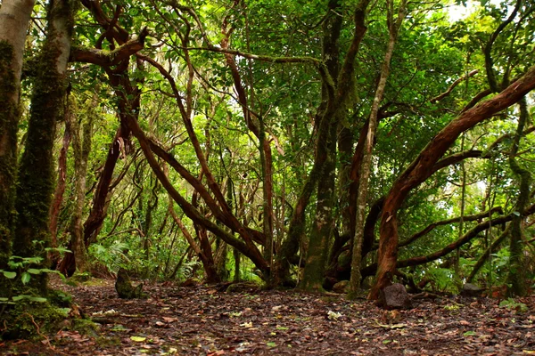 Floresta exuberante em Macizo de Anaga, Tenerife, Espanha . — Fotografia de Stock