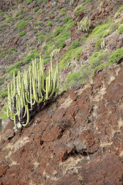 Typical vegetation on Canary — Stock Photo, Image
