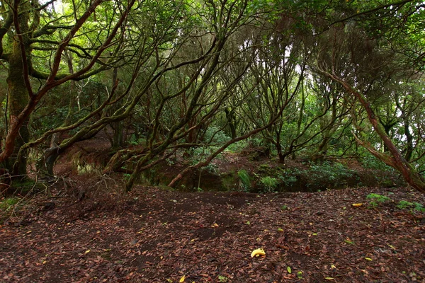 Lummig skog i macizo de anaga, Teneriffa, Spanien. — Stockfoto