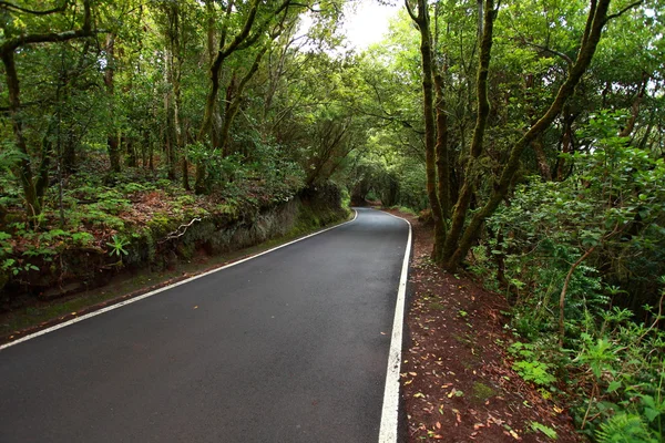 Foresta lussureggiante a Macizo de Anaga, Tenerife, Spagna . — Foto Stock