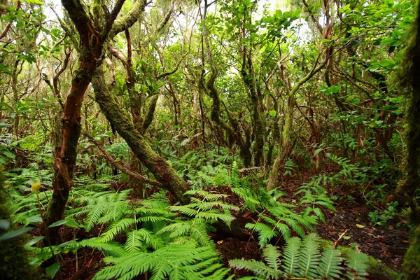 Floresta exuberante em Macizo de Anaga, Tenerife, Espanha . — Fotografia de Stock