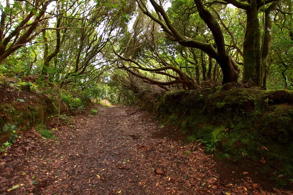 Пышные леса в Мацизо-де-Анага, Тенерифе, Испания . — стоковое фото