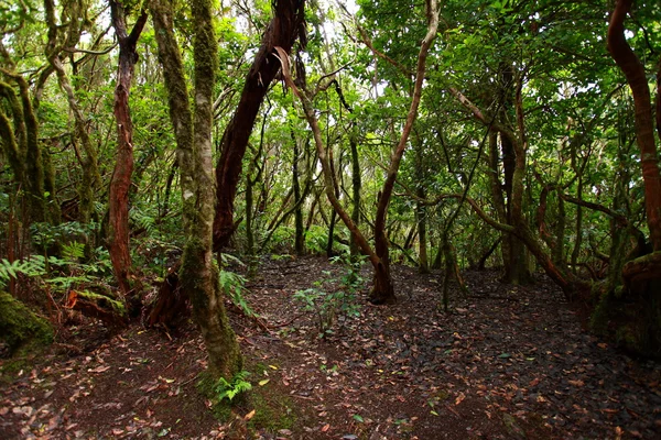 Svěží Les v macizo de anaga, tenerife, Španělsko. — Stock fotografie