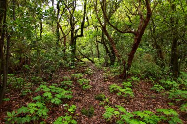yemyeşil orman macizo de anaga, tenerife, İspanya.