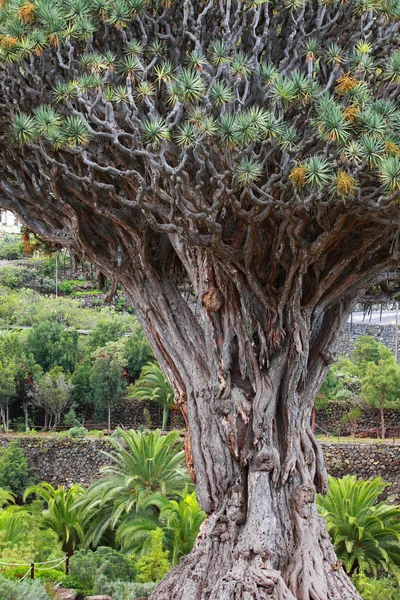 Árvore de Drago milenar em Icod de los Vinos, Tenerife Island, Espanha — Fotografia de Stock