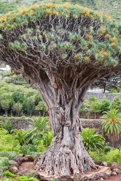 Millennial Drago träd på Icod de los Vinos, Teneriffa Island, Spanien — Stockfoto