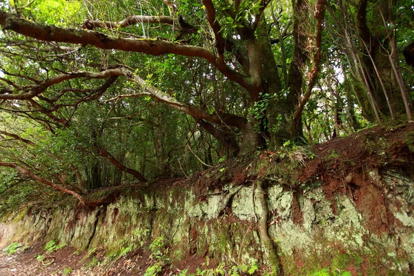 Floresta exuberante em Macizo de Anaga, Tenerife, Espanha . — Fotografia de Stock