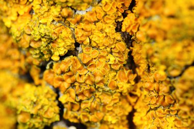 Ağaç kabuğu üzerinde sarı bir mantar closeup