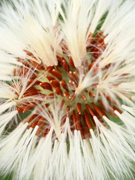 Close-up van paardebloem zaad hoofd — Stockfoto