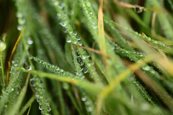 Frisches grünes Weizengras mit Tropfen Tau Makrohintergrund — Stockfoto