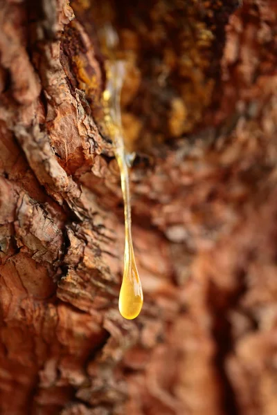 Close up of a drop of pine resin — Stock Photo, Image
