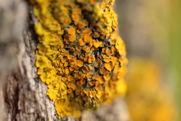 Primo piano di un fungo giallo su corteccia di albero — Foto Stock