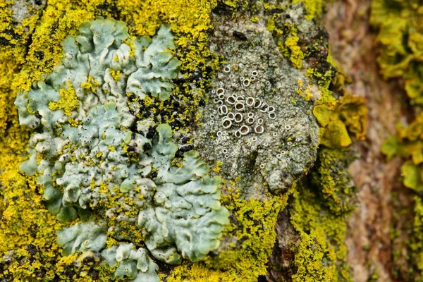 Close-up van een gele paddenstoel op boomschors — Stockfoto