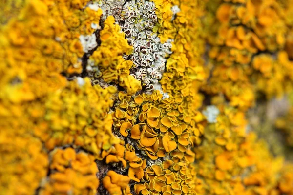 Primo piano di un fungo giallo su corteccia di albero — Foto Stock