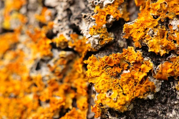 Fechar-se de um cogumelo amarelo na casca de árvore — Fotografia de Stock