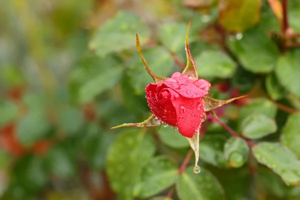 Primer plano de rosa roja con gotas de agua en mi jardín —  Fotos de Stock