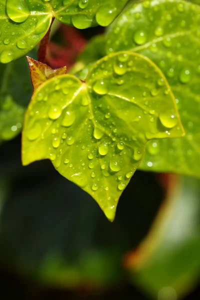 Folha verde com gotas de água — Fotografia de Stock