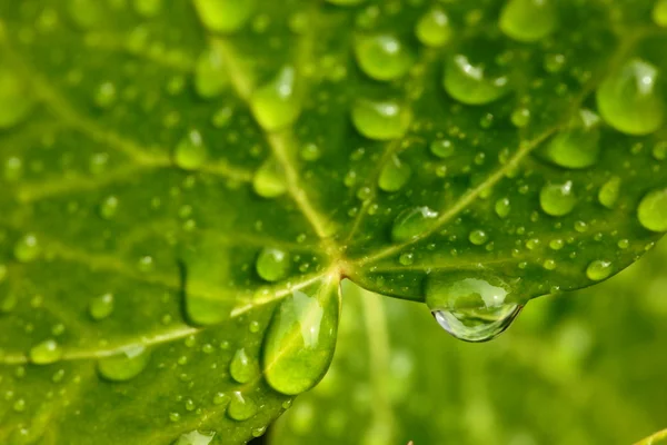 Green leaf with drops of water — Stock Photo, Image