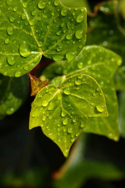 Folha verde com gotas de água — Fotografia de Stock