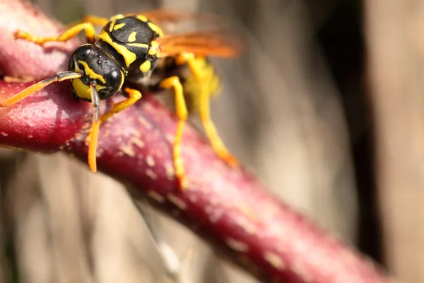 Closeup of Large wasp natural background — Stock Photo, Image