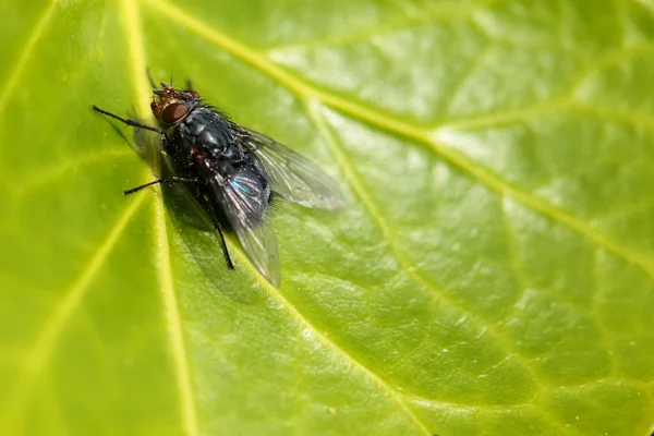 Housefly aka casa volar sobre fondo natural, Musca domestica — Foto de Stock