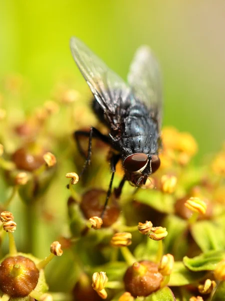 Housefly aka house fly over natural background, Musca domestica — Stock Photo, Image
