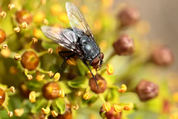 Housefly ака дом летать над естественным фоном, Musca domestica — стоковое фото