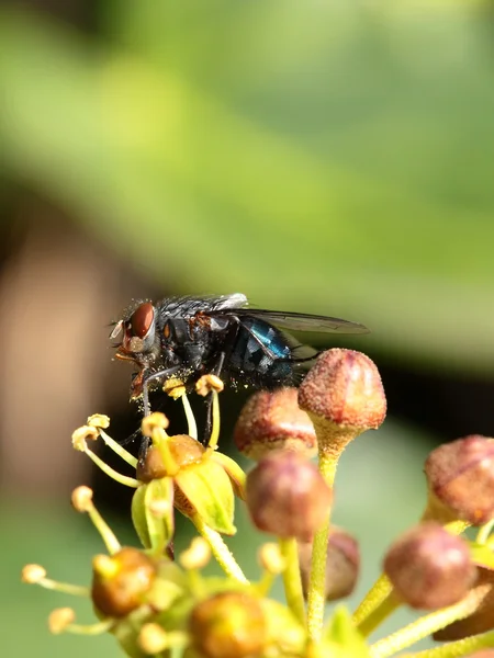 Housefly aka casa volar sobre fondo natural, Musca domestica — Foto de Stock