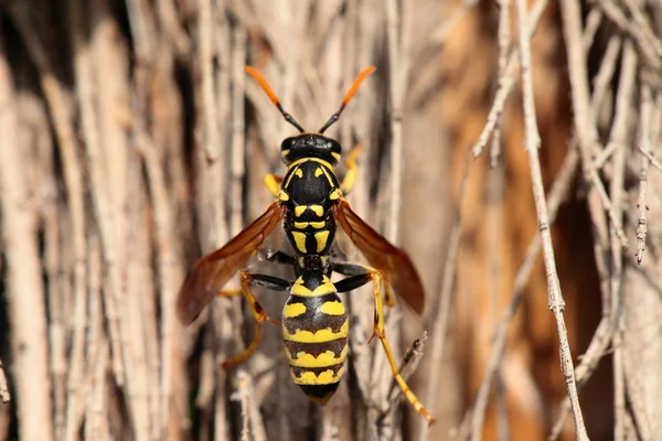 Gros plan de Grand fond naturel de guêpe — Photo