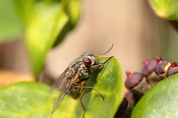 Moucha domácí alias Moucha domácí nad přirozené pozadí, musca domestica — Stock fotografie