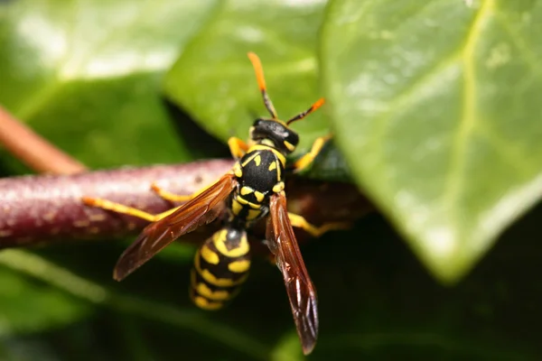 Closeup of Large wasp natural background — Stock Photo, Image