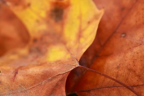 Foglia d'autunno su albero, primo piano macro — Foto Stock