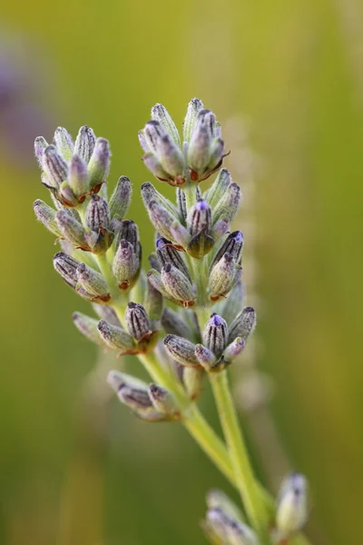 Schöner Lavendel auf grünem Hintergrund — Stockfoto