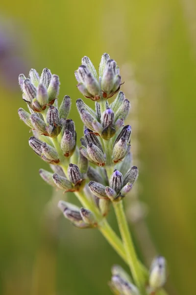 Bella lavanda su sfondo verde — Foto Stock