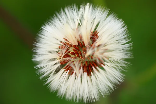 Close-up van paardebloem zaad hoofd — Stockfoto