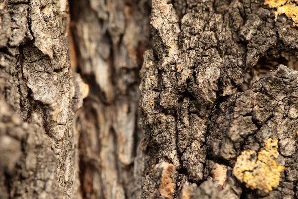 Corteza de árbol del bosque otoñal y hoja amarilla seca . —  Fotos de Stock