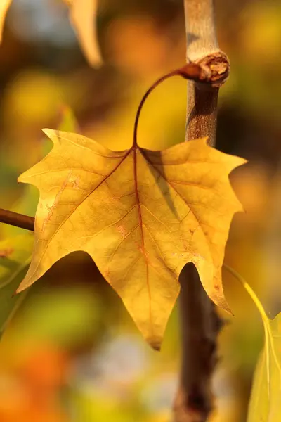 Foglia d'autunno su albero, primo piano macro — Foto Stock