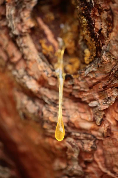 Primer plano de una gota de resina de pino — Foto de Stock