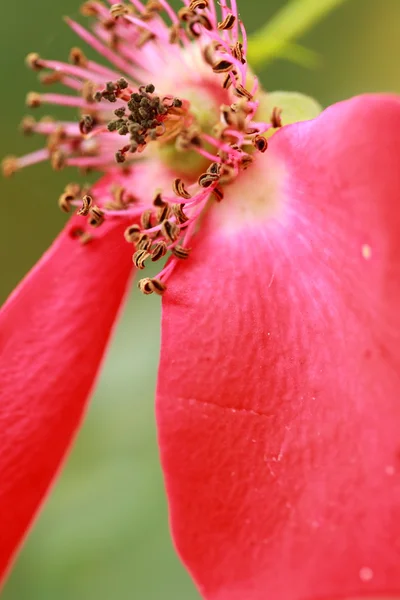 ピンクの美しいバラが庭で育って — ストック写真