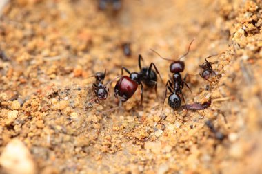 asker karınca formica, makro