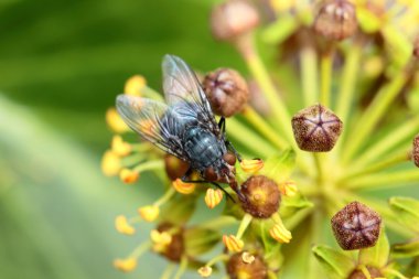 aka konut Mooche sinek doğal arka üzerinde sinek domestica