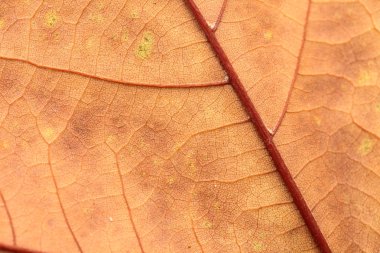 Makro closeup sonbahar yaprak