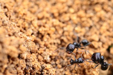 asker karınca formica, makro