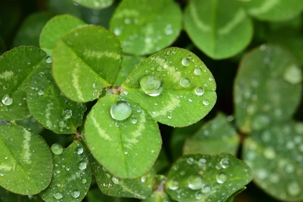 A macro shot of beautiful clover on green background — Stock Photo, Image