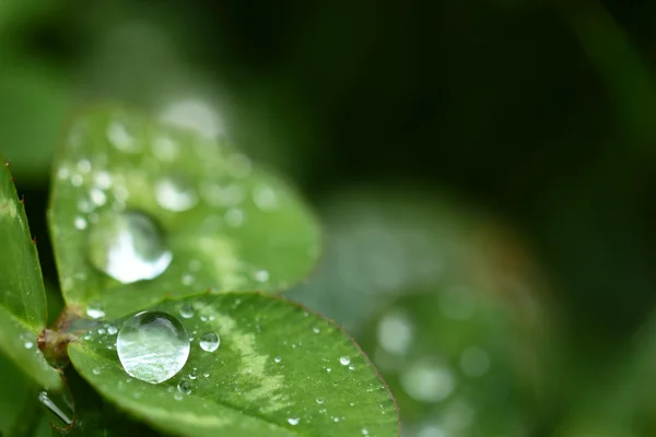 Yeşil zemin üzerine güzel yonca bir makro çekim — Stok fotoğraf